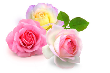 Blumen 929