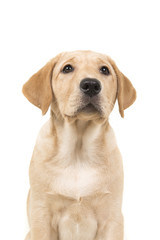 Portrait of a blond labrador retriever dog looking up on a white background