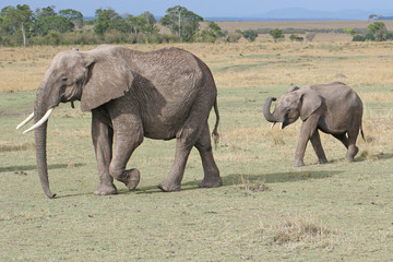 weiblicher Elefant mit Jungtier