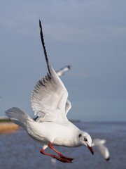 Seagulls in mangrove forest reserve bangpoo Thailand