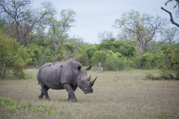 A horizontal, full length, distant colour photograph of a white rhino, Ceratotherium simum, walking in the Greater Kruger Transfrontier Park, South Africa.