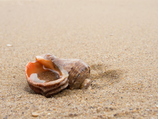 Fototapeta na wymiar Lonely empty seashell on sand.