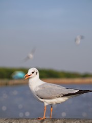 Seagulls in mangrove forest reserve bangpoo Thailand