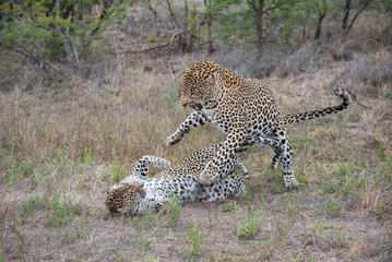 A horizontal, full length, colour photograph of a mating pair of leopards, Panthera pardus,...