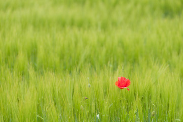 Stillleben: Klatschmohn im Kornfeld