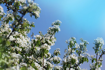 Photo of beautiful plum tree blossom on blue sky. Abstract natural background in springtime