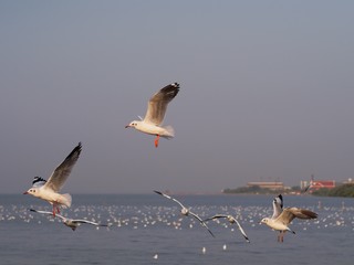 Seagulls in mangrove forest reserve bangpoo Thailand