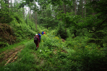 Туристы в лиственном лесу