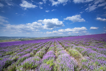 Naklejka na ściany i meble Lavender field in sunlight, Crimea, Ukraine.