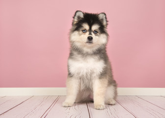 Cute pomsky puppy sitting and looking at the camera in a pink living room studio setting
