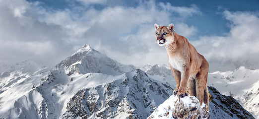 Portrait of a cougar, mountain lion, puma, panther, striking a pose on a fallen tree, winter mountains - 194247052