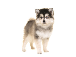 Cute pomsky mini husky puppy standing looking at the camera isolated on a white background