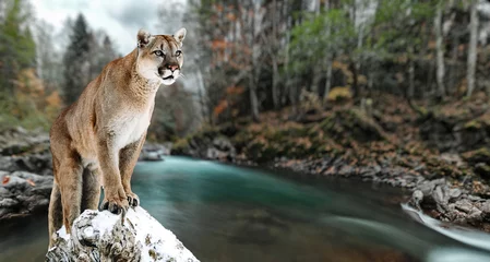 Fototapeten Porträt eines Pumas, Berglöwen, Pumas, Panthers, der eine Pose auf einem umgestürzten Baum schlägt. Schlucht des Bergflusses © Baranov