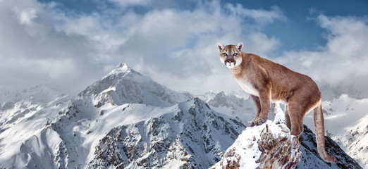 Portrait of a cougar, mountain lion, puma, panther, striking a pose on a fallen tree, winter mountains