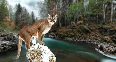 Portrait of a cougar, mountain lion, puma, panther, striking a pose on a fallen tree. Gorge of the mountain river