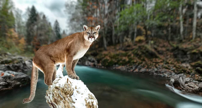 Portrait of a cougar, mountain lion, puma, panther, striking a pose on a  fallen tree. Gorge of the mountain river Stock-foto | Adobe Stock