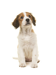 Cute kooikerhondje puppy sitting and looking up on a white background