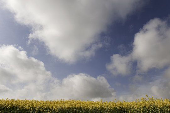 Rapeseed fields under a blue sky with clouds
