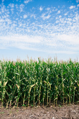 Cone Field in the Country, America