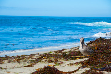 Seagull on the beach in California, America