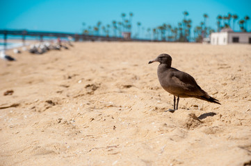 Seagull on the beach in California, America