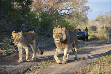 A horizontal, full length,  colour photograph of a male lion, Panthera leo, walking with two lionesses, a safari vehicle in the background, in the Greater Kruger Transfrontier Park, South Africa.