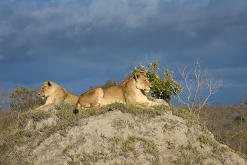 A horizontal, full length, colour photograph of two lionesses, Panthera leo, lying down against a grey background in the Greater Kruger Transfrontier Park, South Africa.