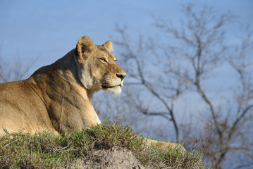 A horizontal, cropped, colour photograph of a lioness, Panthera leo, in the Greater Kruger Transfrontier Park, South Africa.