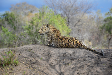 A horizontal, full length, colour photograph of a male leopard, Panthera pardus, in the Greater Kruger Transfrontier Park.