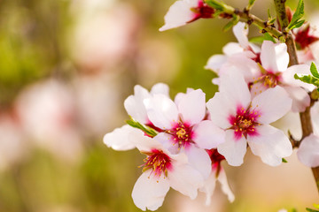 Fototapeta na wymiar Beautiful almond blossoms on the almont tree branch