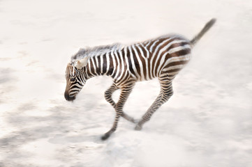 Zebra,