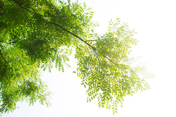 The branches and leaves are green on a white background.