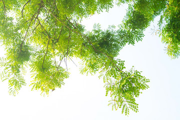 The branches and leaves are green on a white background.