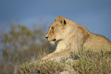 Lioness resting