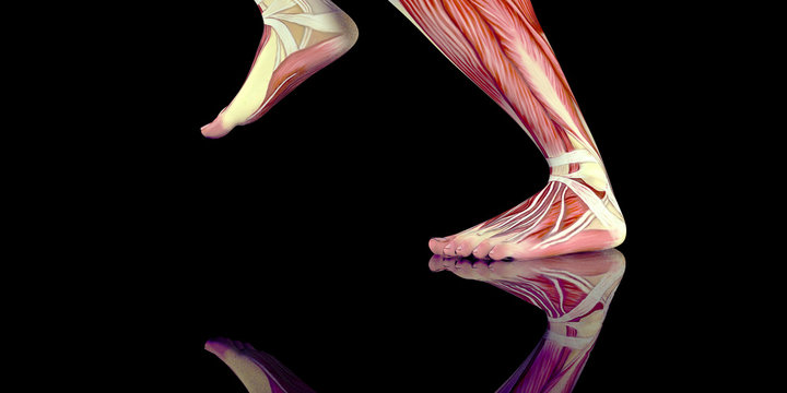 Human Male Body Anatomy Illustration with visible muscles