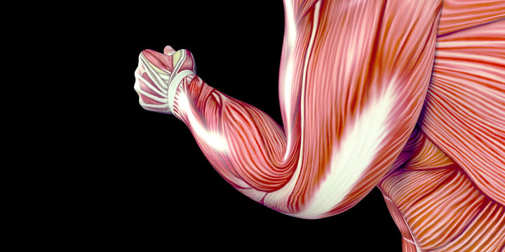 Human Male Body Anatomy Illustration with visible muscles