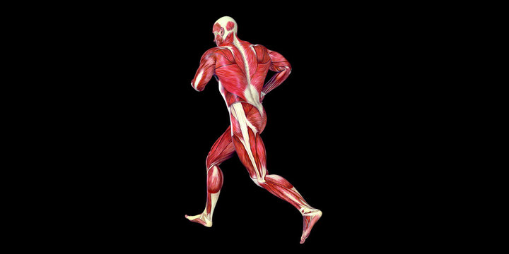 Human Male Body Anatomy Illustration with visible muscles