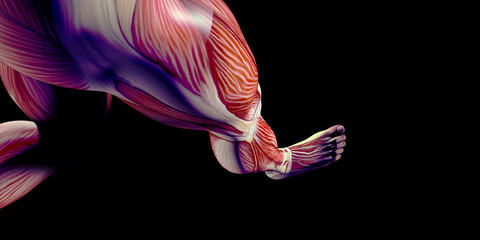 Human Male Body Anatomy Illustration with visible muscles