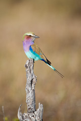 A vertical, full length, colour photograph of a lilac-breasted roller,Coracias caudatus, in the Okavango Delta, Botswana.