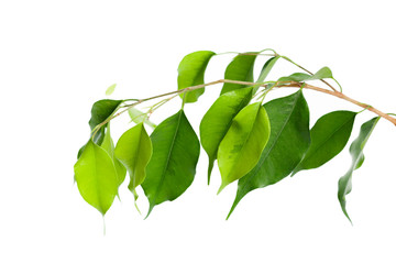 leaf isolated on white