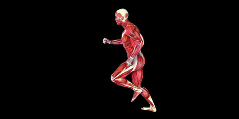 Fototapeta na wymiar Human Male Body Anatomy Illustration with visible muscles