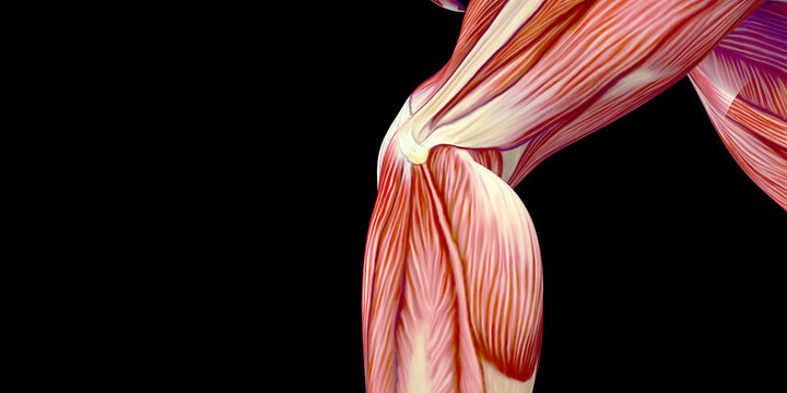 Human Male Body Anatomy Illustration with visible muscles