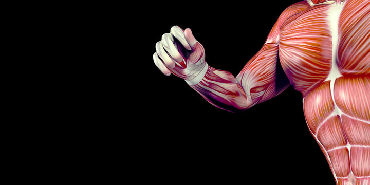 Human Male Body Anatomy Illustration with visible muscles