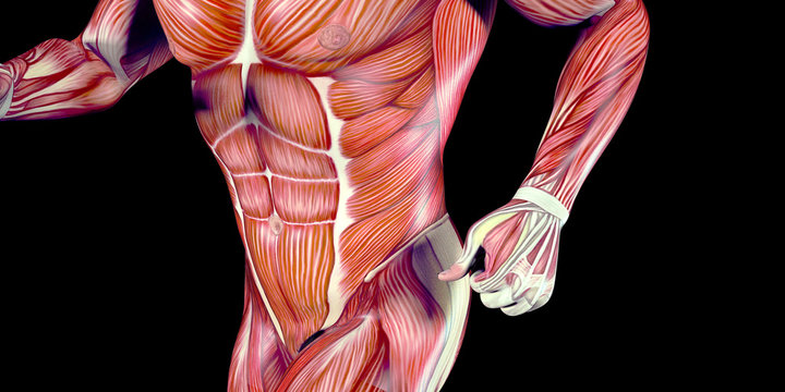 Human Male Body Anatomy Illustration with visible muscles