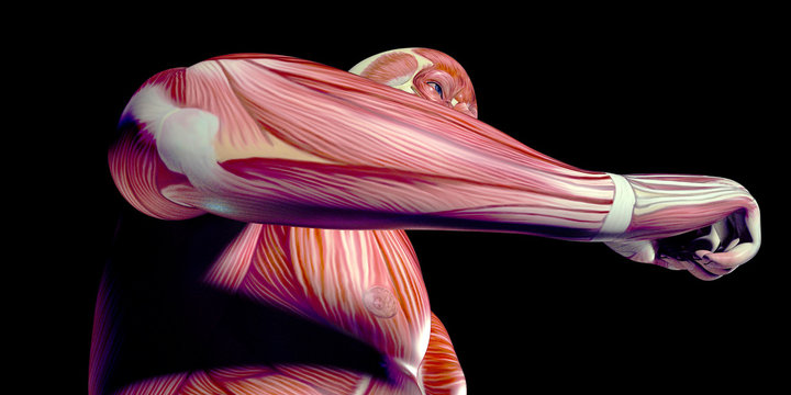 Human Male Body Anatomy Illustration with visible muscles