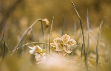 Gelbe Christrose (helleborus niger)