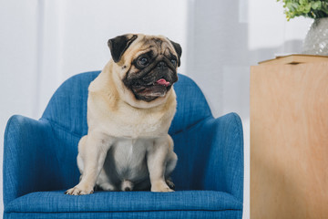 Small pug dog sitting on chair