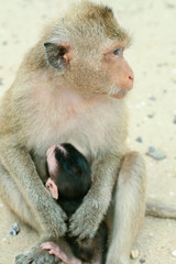 monkey mother with baby