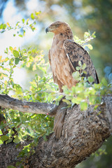 A vertical, full length, colour photograph of a tawny eagle, Aquila rapax, perched on a shady branch in the Okavango Delta, Botswana.