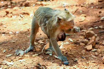 monkey mother with baby